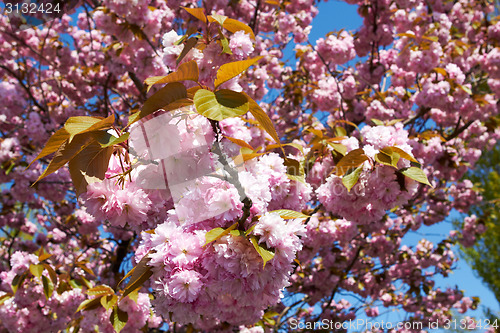 Image of Blooming tree in spring with pink flowers