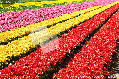 Image of Field full of red and yellow tulips in bloom 