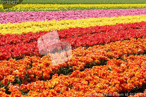 Image of background of tulips field different colors in Holland