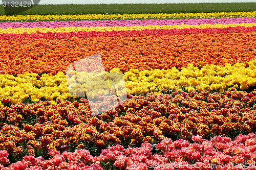 Image of background of tulips field different colors in Holland