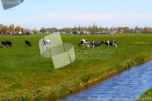 Image of Typical dutch landscape with cows farmland and a farm house