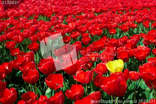 Image of One yellow tulip among red ones