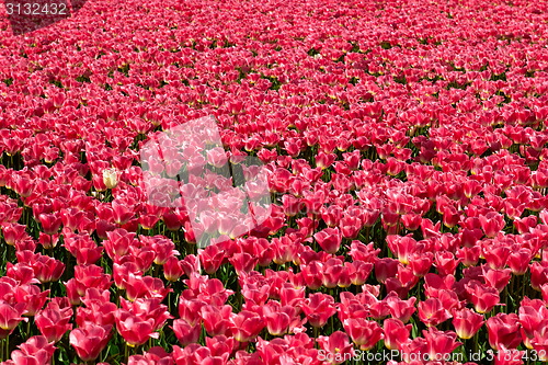 Image of One yellow tulip among red ones
