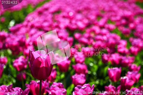 Image of One violet tulip is higher among lower ones