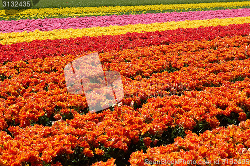 Image of background of tulips field different colors in Holland