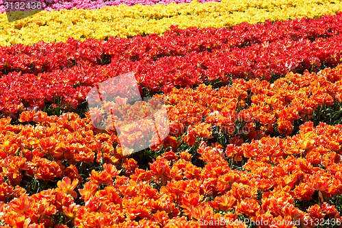 Image of background of tulips field different colors in Holland