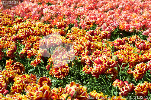 Image of background of tulips field different colors in Holland