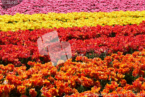 Image of background of tulips field different colors in Holland