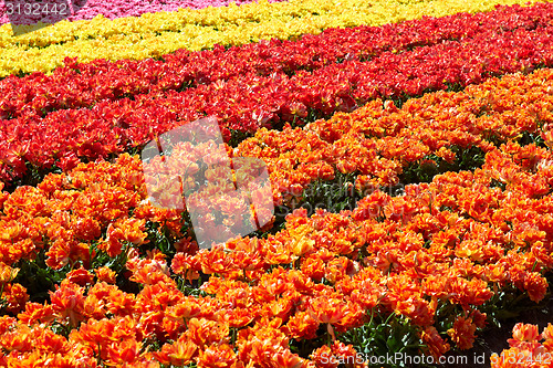 Image of background of tulips field different colors in Holland