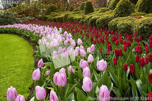 Image of Keukenhof gardens natural park waves of red and pink tulips