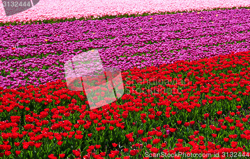 Image of background of tulips field different colors in Holland