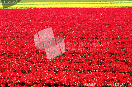 Image of Field full of red and yellow tulips in bloom 