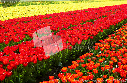 Image of background of Field full of red and yellow tulips in bloom 