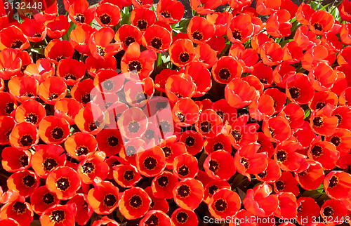 Image of background of tulips growing in garden