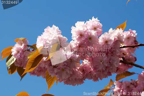 Image of Blooming tree in spring with pink flowers