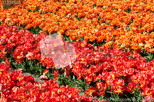 Image of background of tulips field different colors in Holland