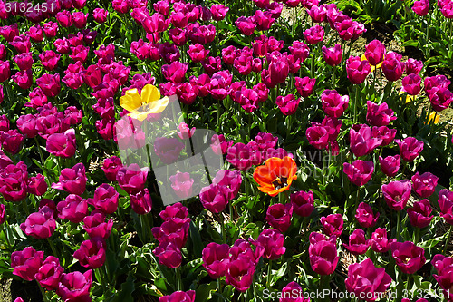 Image of Two different  yellow and red tulips among violet ones