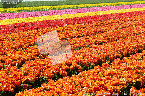 Image of background of tulips field different colors in Holland