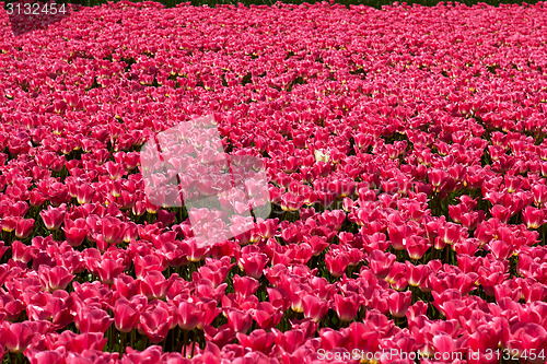 Image of One yellow tulip among red ones