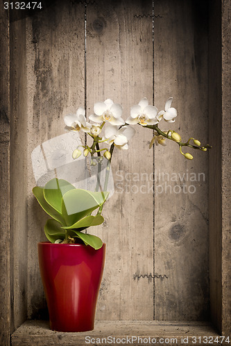 Image of mini orchidee