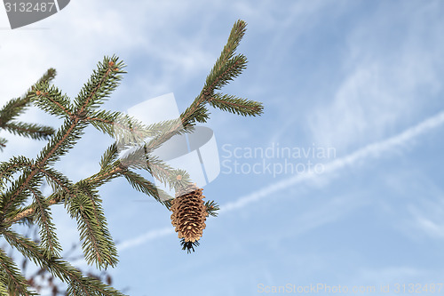 Image of Fir cone