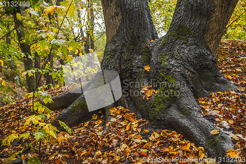 Image of Autumn giant