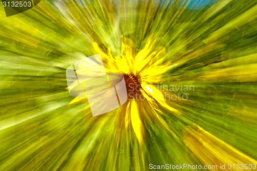 Image of Sunflower sun