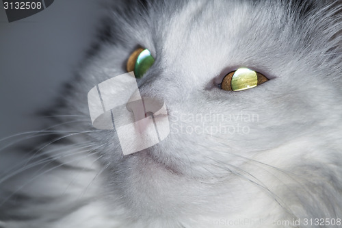 Image of Fiery look