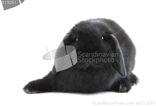 Image of Bunny rabbit