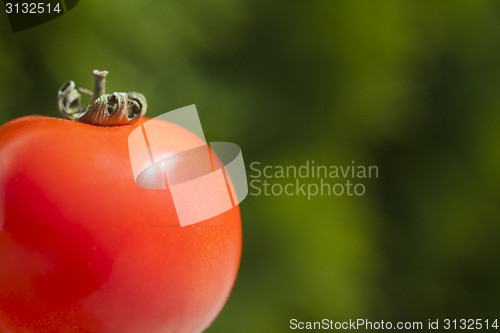Image of Simply tomato