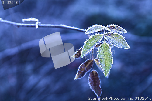 Image of Frosts