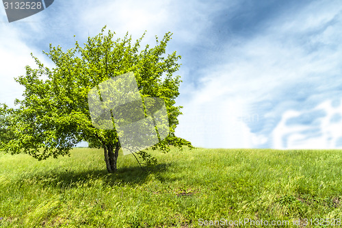 Image of Lonely tree