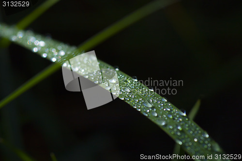 Image of Morning dew