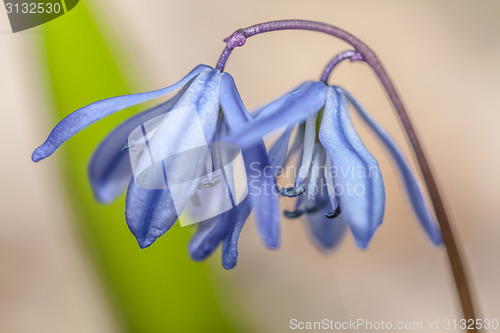 Image of  Scilla