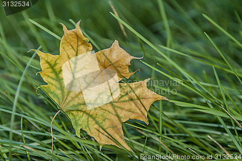 Image of Soon autumn