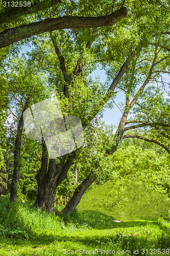 Image of On a forest glade