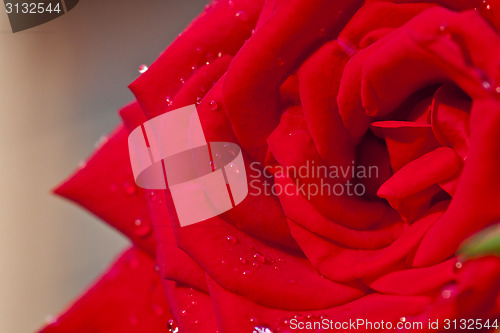 Image of Red rose