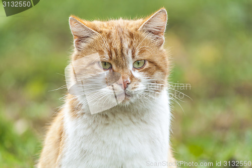 Image of Sad cat