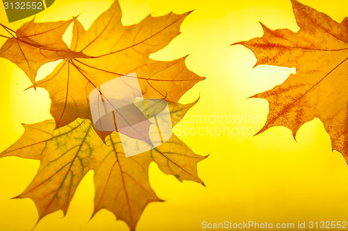 Image of Paints of autumn