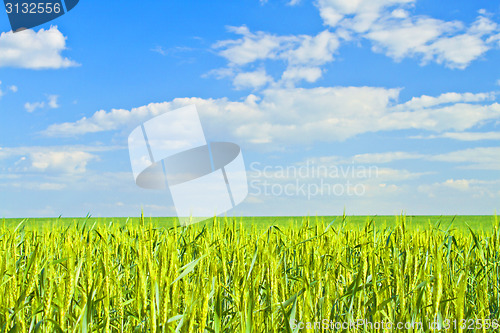 Image of Wheat field