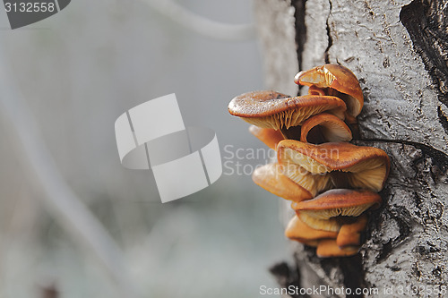 Image of Mushroom