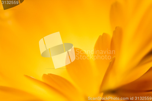 Image of Fiery flower