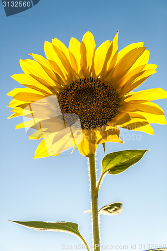 Image of Sunflower