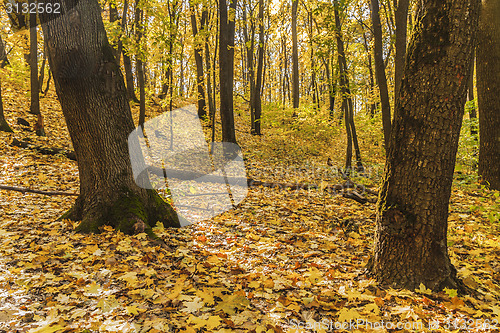 Image of In the gold wood