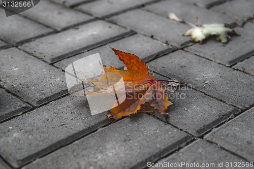 Image of Lonely autumn leaf