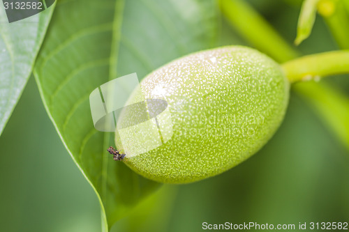 Image of Walnut