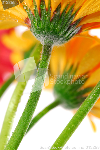 Image of Gerbera flowers