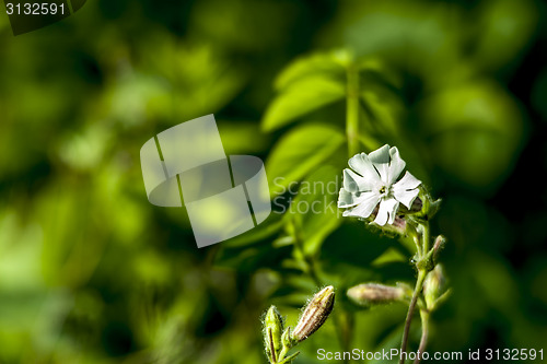 Image of Field flower