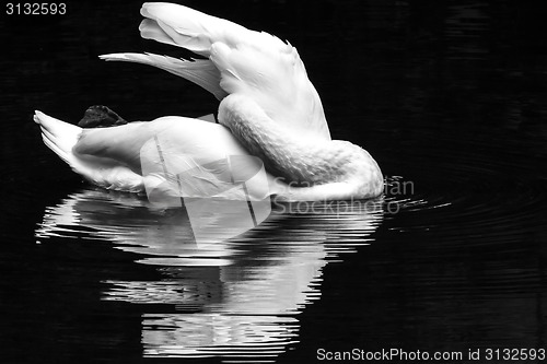 Image of Swan lake