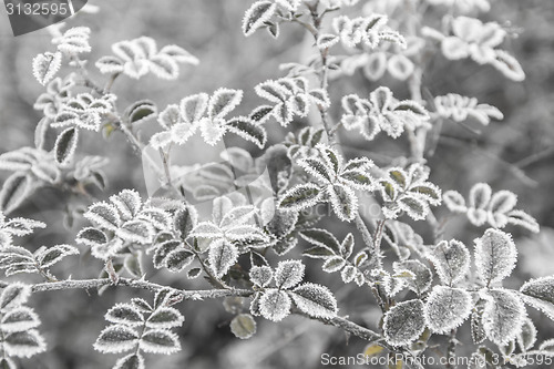 Image of First frosts